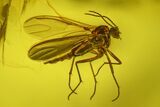 Four Fossil Flies (Diptera) In Baltic Amber #200151-1